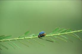 Image result for Sesbania pachycarpa