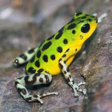 Jewels Of The Forest The Fascinating World Of Tree Frogs Baumfrosch Giftfrosche Frosch Zeichnung