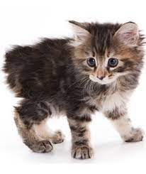 manx cats the manx cat cat breeds encyclopedia in 2021 american bobtail cat abyssinian cats manx kittens