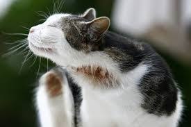 Clean more often to reduce the number of allergens on you. Cat Food Allergies Understand It Today Cat Fleas Cat Allergies Cat Skin