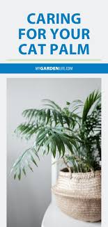 Caring For Your Cat Palm Gardening For Beginners Gardening Tips Easy Plants