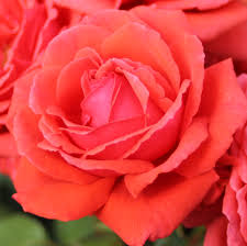 And they're fragrant, too, with a soft, spicy scent. Rose Duftwolke Online Kaufen Rosen Tantau