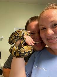 Introduction to ball python hobby