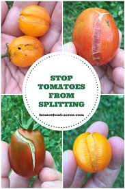 Tomatoes Splitting Why Tomatoes Split And How To Stop It Tomato Growing Vegetables Growing Tomatoes In Containers