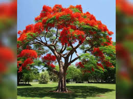 Image result for Delonix