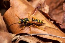 Nature Time: Insects Stories, Crafts & Nature Play