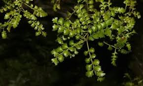 Image result for Phyllocladus trichomanoides