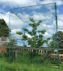 Sadly, fruit trees reach the end of their useful lives after about 50 years. Cherry Tree Cage 3 2m Tall 2m Square