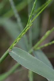 Image result for Urochloa deflexa