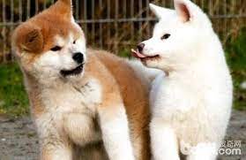 How Much Is The Akita Dog Akita Price Keepapet Akita Dog Fox Breeds Pet Life
