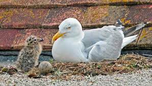 A Seagull S Story From Chick To Adult
