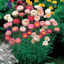Buy Xerochrysum Bracteatum Tall Mix Seed Australian Seed