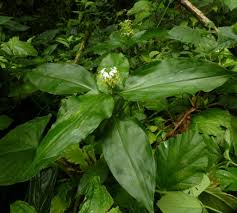 Image result for Aneilema leiocaule