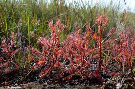 Image result for Drosera madagascariensis