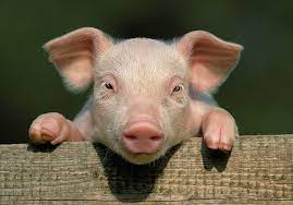 Raja babi gunung membuat anjing kewalahan ( porbi sumbar ) part 2. Pink Pig Hd Wallpapers Free Download Wallpaperbetter