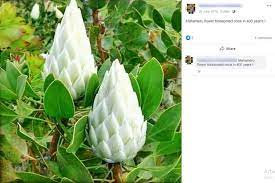 We did not find results for: Images Of Flowers In The Posts Are Falsely Shared As Mahameru Flower Factly