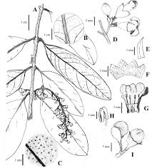 Image result for Thomandersiaceae