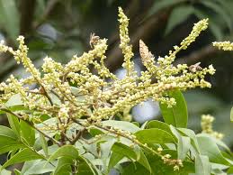 Image result for Sapindus saponaria