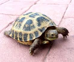 basic care russian tortoise arizona exotics tortoises