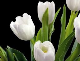 Bunga asoka memang tak terkenal seperti bunga mawar dan bunga matahari, tetapi jangan salah, karena bunga ini sangat indah dan cantik bila di. 75 Gambar Bunga Cantik Indah Bagus Comel Foto Wallpaper Hd