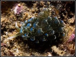 Image result for Selago coerulea