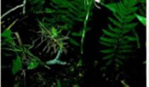 Image result for Platycoryne crocea