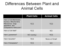 No animal cells have cell walls. Cell Structure And Function Cell The Smallest Unit