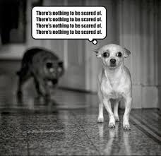 Funny Animal Pictures Of The Day 41 Pics Goofy Animals Funny Dog Pictures Funny Dogs Animal Jokes