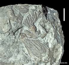 Image result for Cincinnobotrys