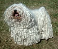 Puli Vikipedi