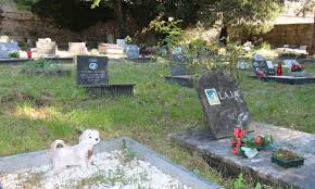 Maybe you would like to learn more about one of these? Rijeka S Pet Graveyard One Of The Oldest In The World Will Be Used Again Worldakkam