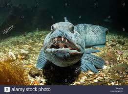 Atlantic Wolffish Anarhichas Lupus North Atlantic Ocean Iceland Stock Photo Alamy
