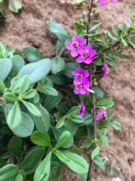 Image result for Grewia mollis