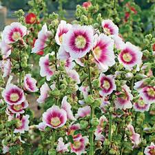 Check spelling or type a new query. Growing Hollyhocks Planting Caring For Hollyhock Flowers Garden Design