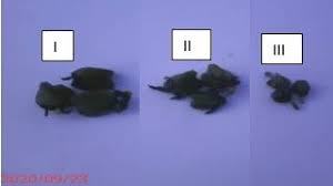 Image result for Chlorophytum stenopetalum