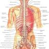 Human organs in the bpody from a back view the human body, parts of human body, definition and examples. 1