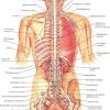 Human organs in the bpody from a back view the human body, parts of human body, definition and examples. 1