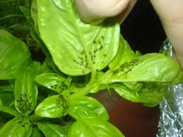 We did not find results for: Basil Plant Leaves How To Fix Holes In Basil Leaves Dummer Garden Manage Gfinger Is The Best Garden Manage App