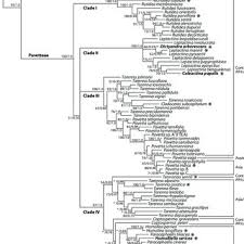 Image result for Pavetta stenosepala