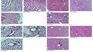 Image result for Lecaniodiscus