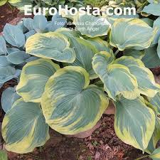 0 more photos view gallery. Hosta Earth Angel Eurohosta