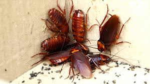 That's a bit of a trick question. Is A Palmetto Bug Really Just A Cockroach Stories South Carolina Etv