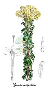 Image result for Thymelaeaceae