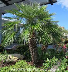 European Fan Palm