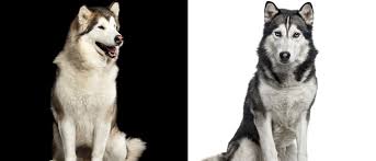 Entre ellas, destacan la biblioteca del estado, en juneau , y la biblioteca rasmusson, en fairbanks. Diferencias Entre El Husky Siberiano Y El Alaskan Malamute Bekia Mascotas