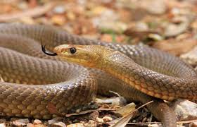 Tänk på att det krävs visum för inträde till australien. Gefahrliche Tiere Australien Krokodile Haie Schlangen Co
