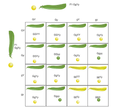 They follow the 9:3:3:1 rule (on the 16 square punnett square) resulting from a dihybrid cross. Punnett Squares Ck 12 Foundation