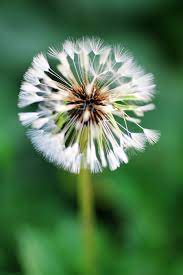 What Is Your Wish Dandelion Flowers Nature My Secret Garden