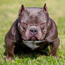 Yolo Open For Stud Americanbully Bully Houston Texas Www Theblueprintkennel Com American Bully Bully Breeds Pets