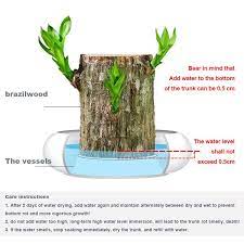 Buy 2 Get Free Shipping 50 Off Brazilian Lucky Wood Sunnflower Hydroponic Plants Wood Pots Hydroponics